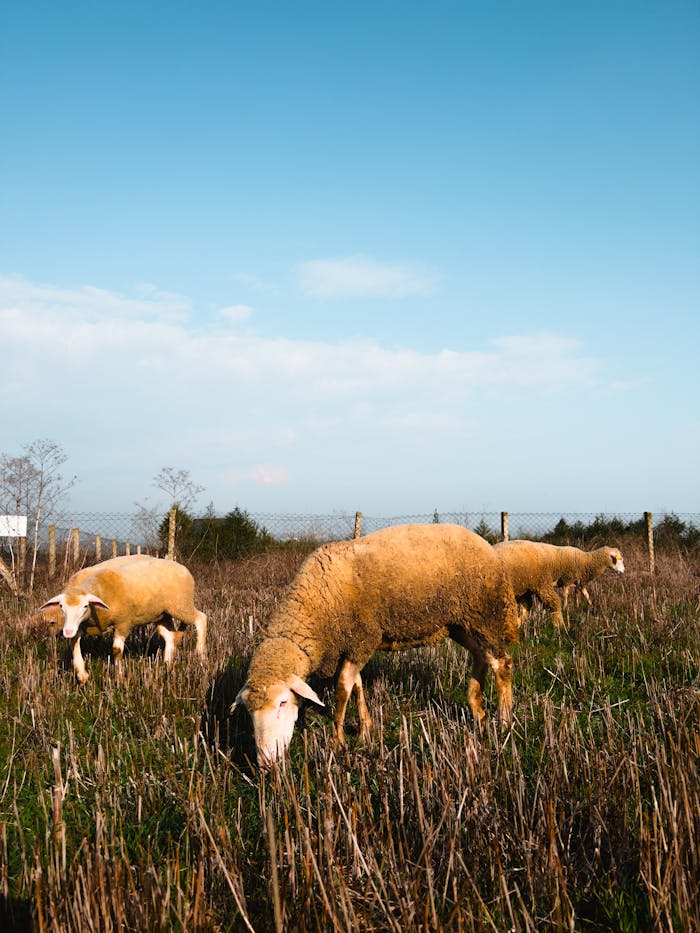 Flock of grazing sheep on a grassy pasture beneath a clear blue sky, showcasing rural tranquility.